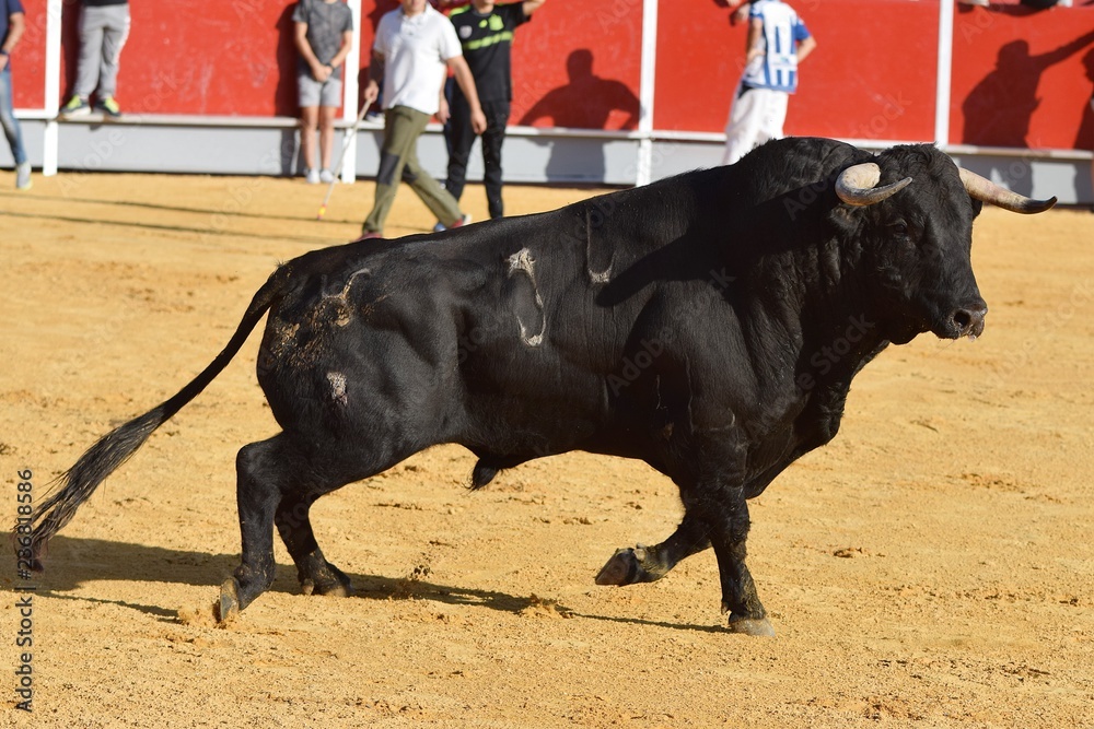 Spanish bull