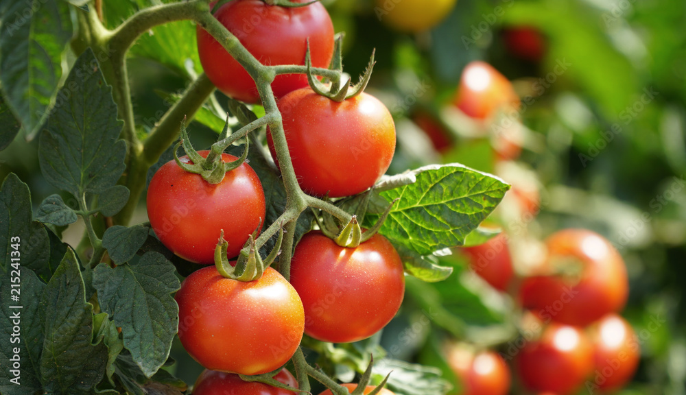 Rote Tomaten am Strauch